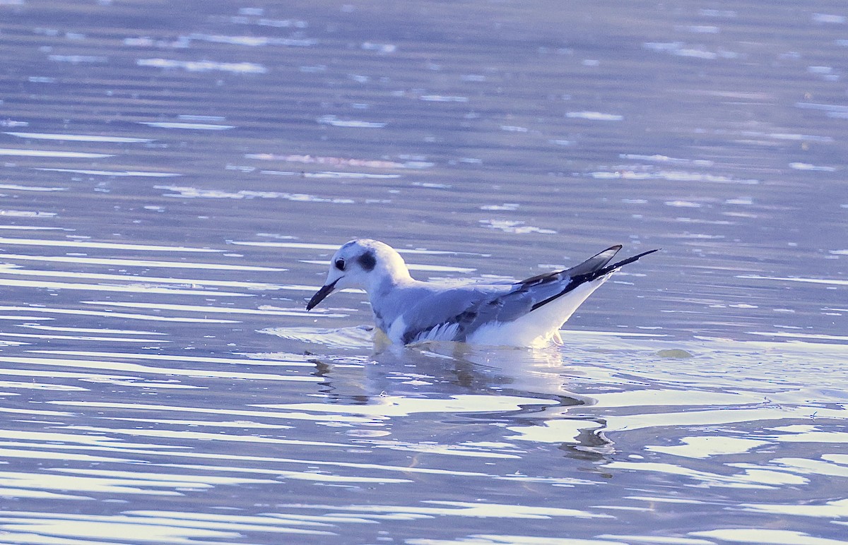 ボナパルトカモメ - ML646678428