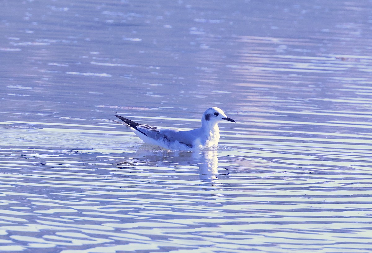 ボナパルトカモメ - ML646678431