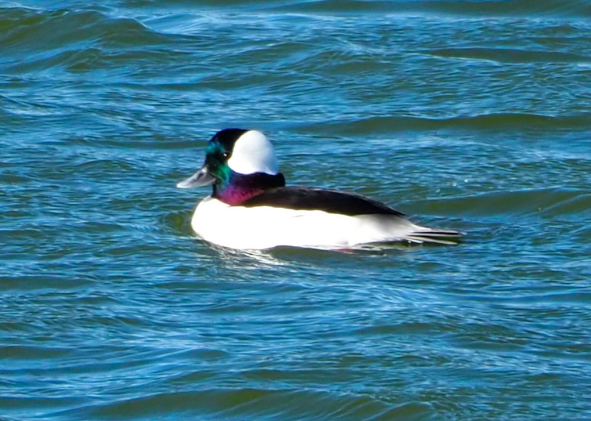 ヒメハジロ - ML646678432