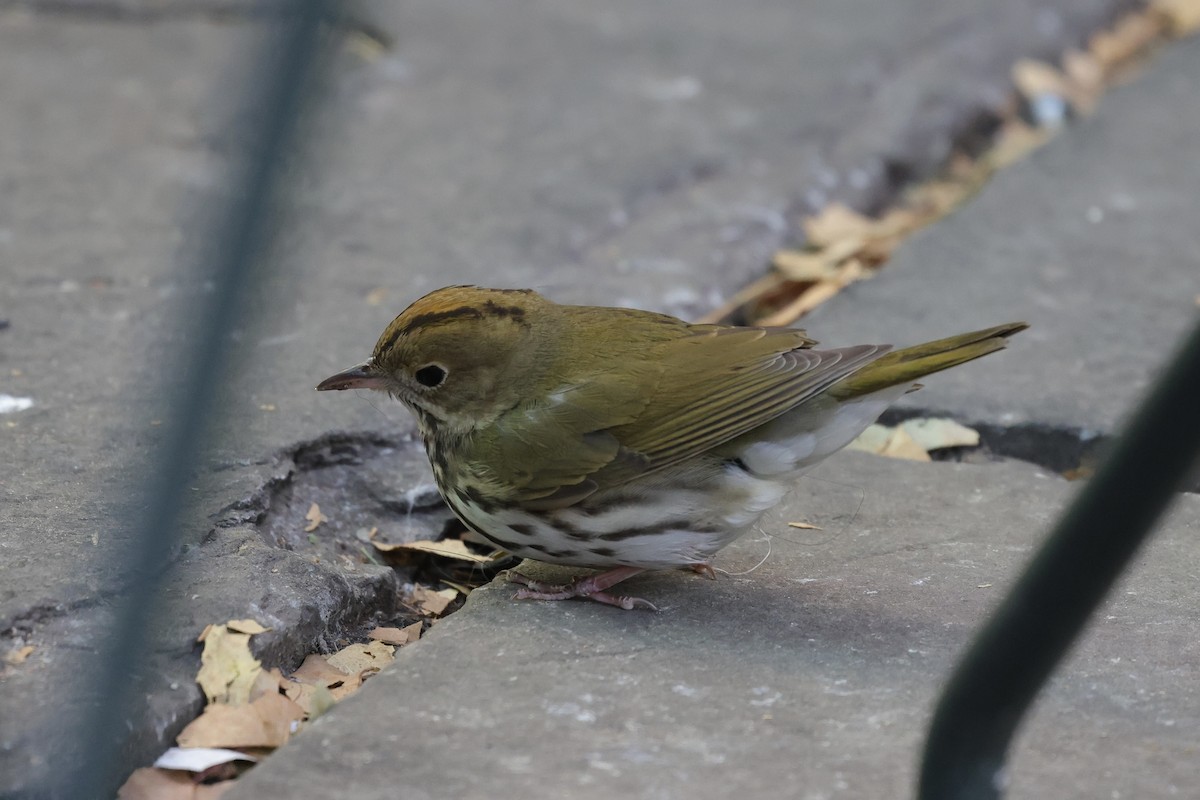 Reinita Hornera - ML646678433