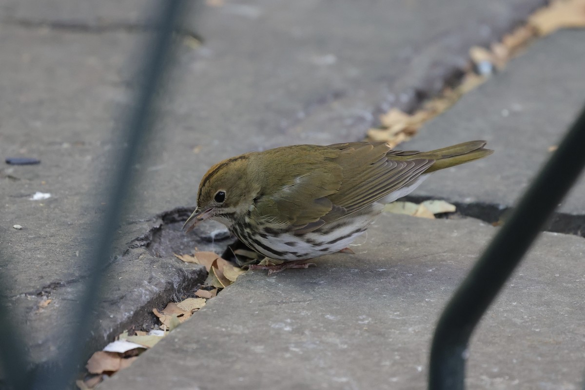 Reinita Hornera - ML646678434