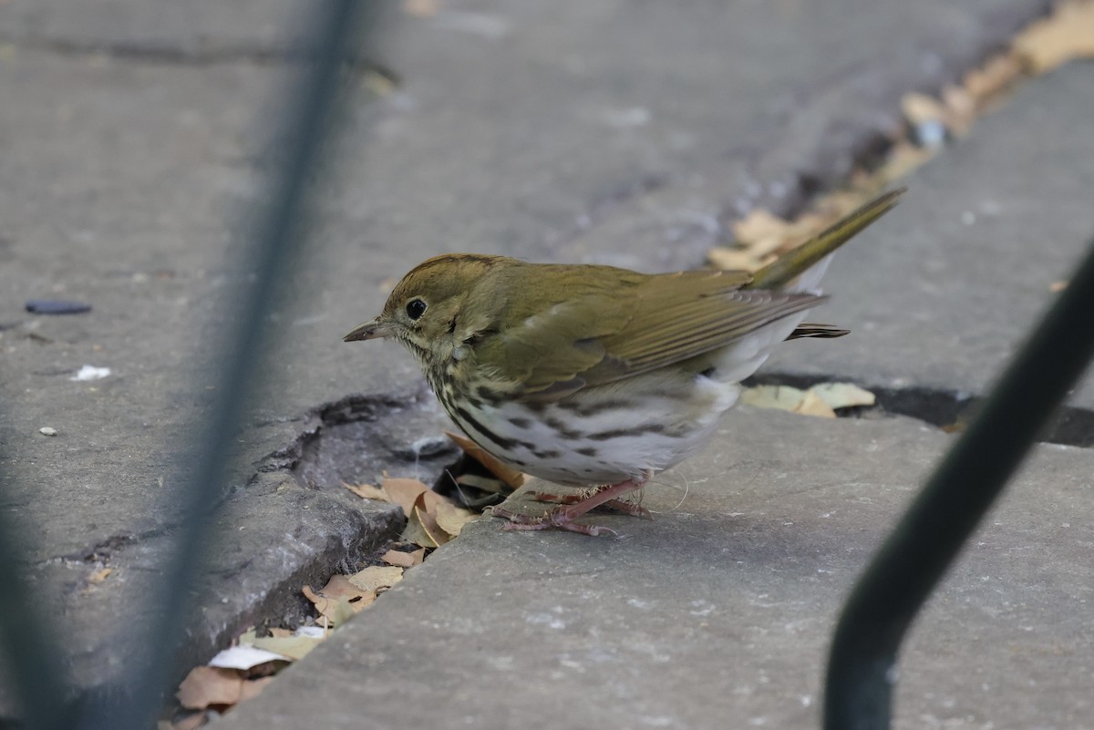 Reinita Hornera - ML646678435