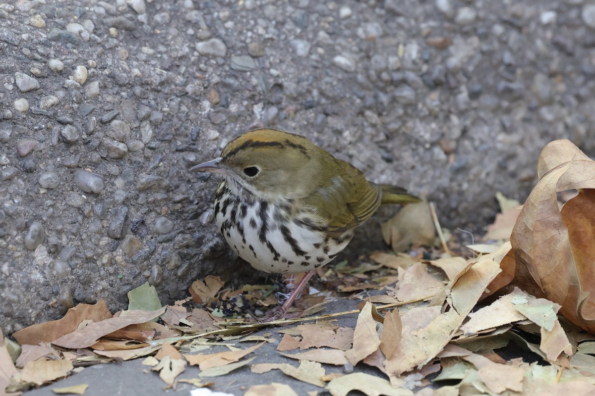 Reinita Hornera - ML646678436