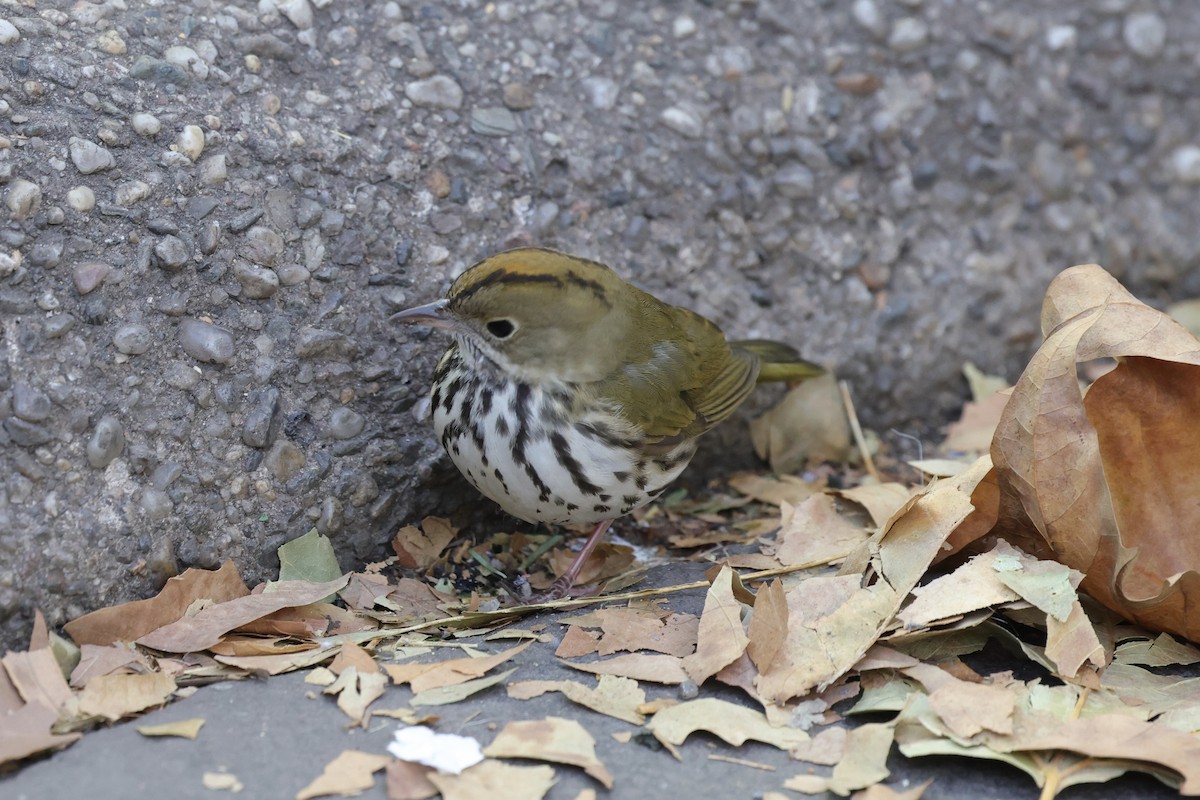 Reinita Hornera - ML646678437