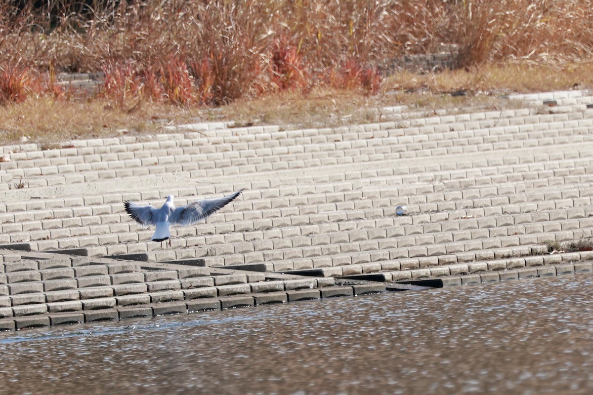 ユリカモメ - ML646678438