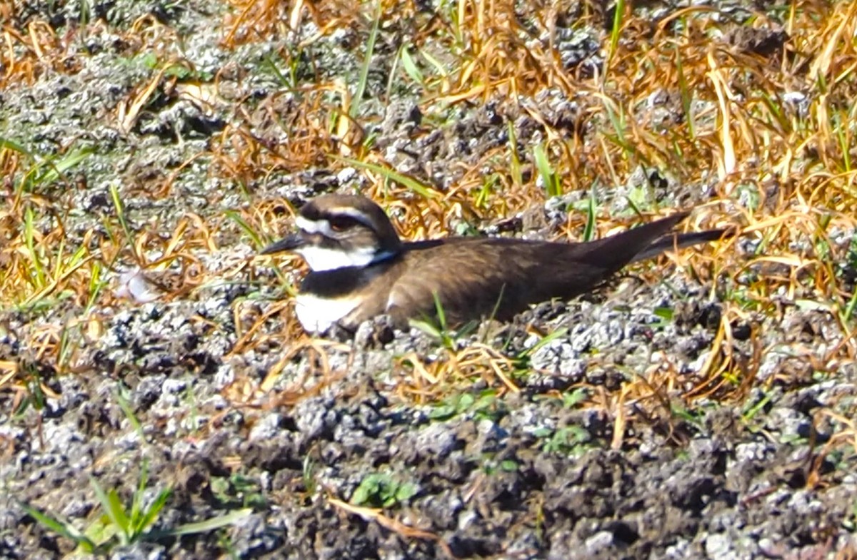 フタオビチドリ - ML646678439