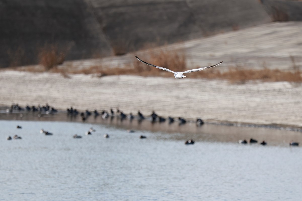 ユリカモメ - ML646678440