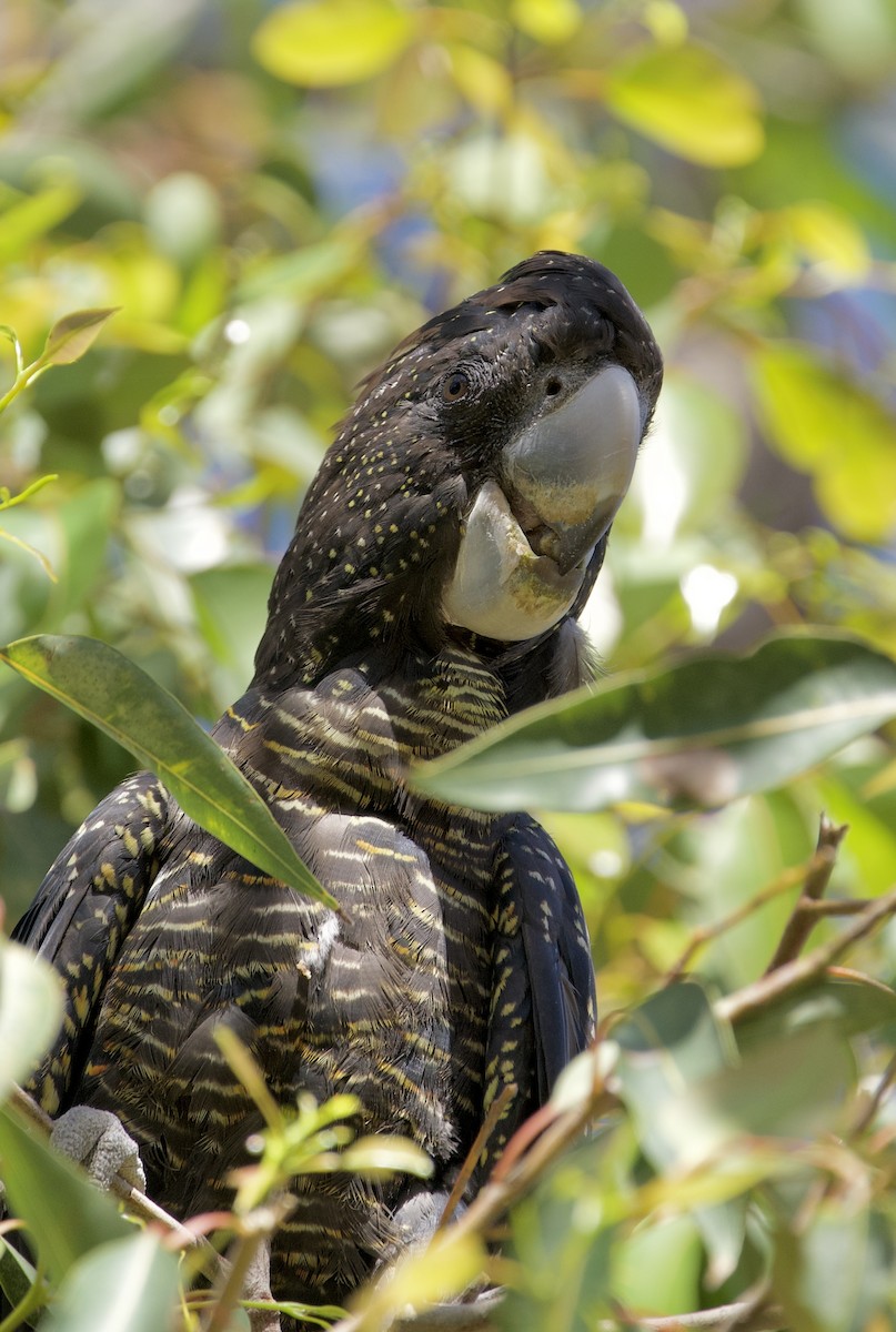 アカオクロオウム - ML646678441