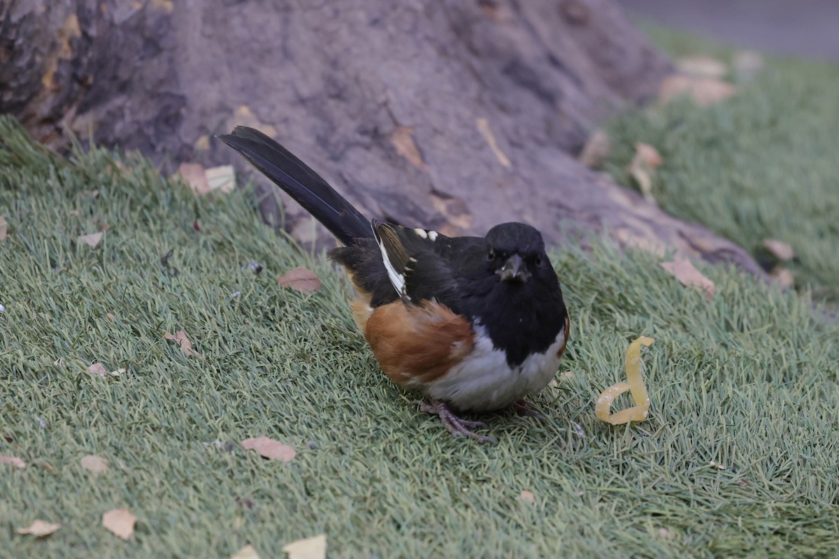 ワキアカトウヒチョウ - ML646678442