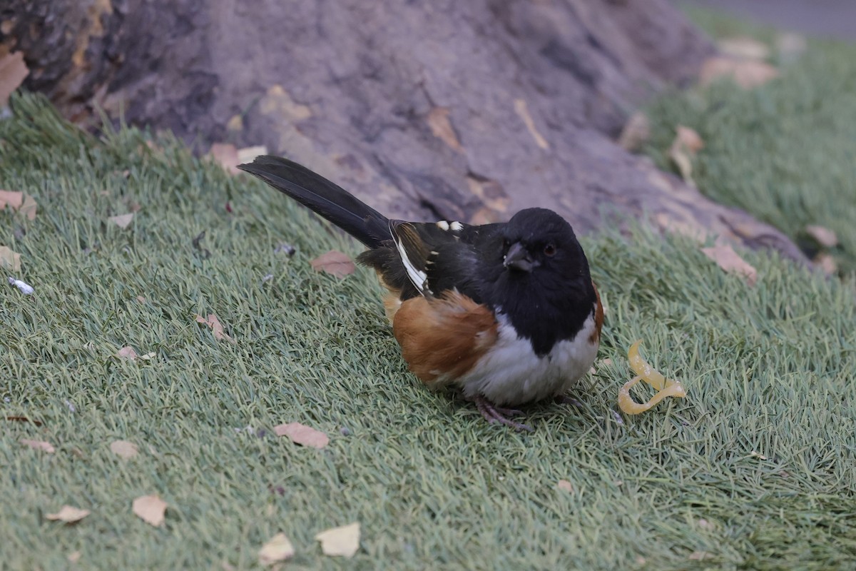 ワキアカトウヒチョウ - ML646678443