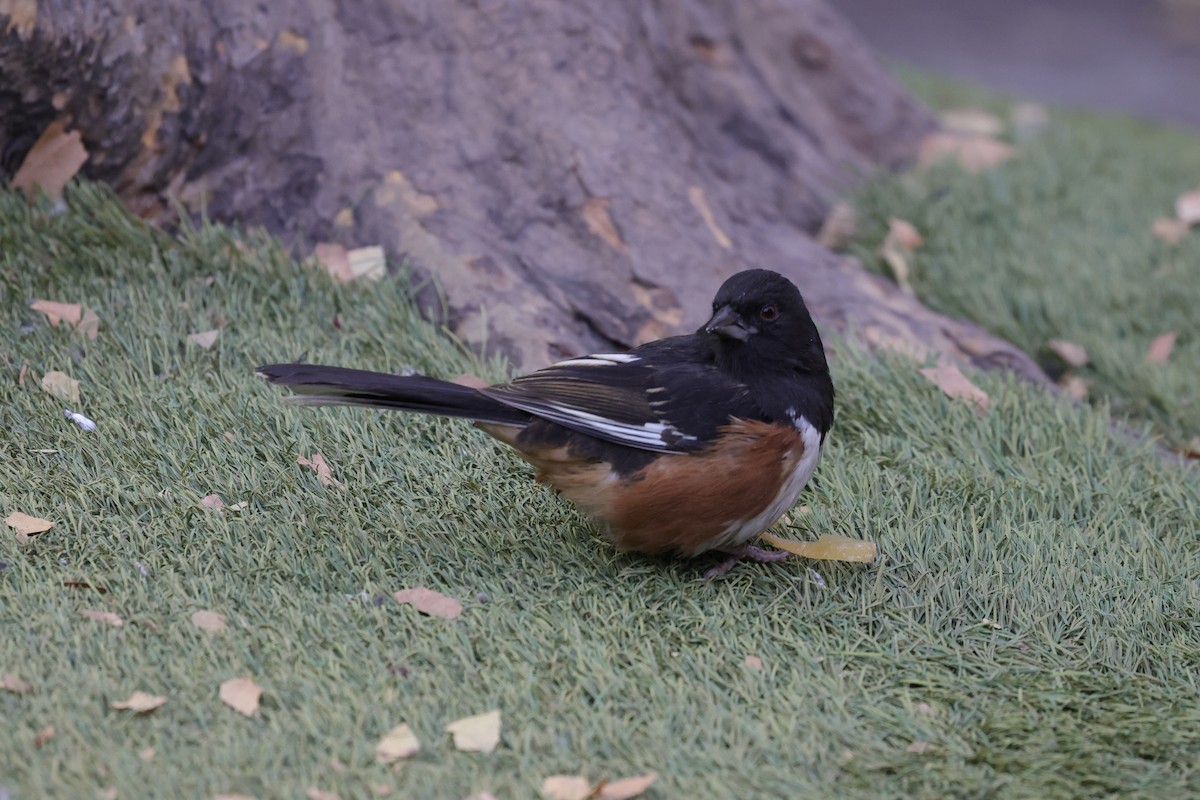 ワキアカトウヒチョウ - ML646678444