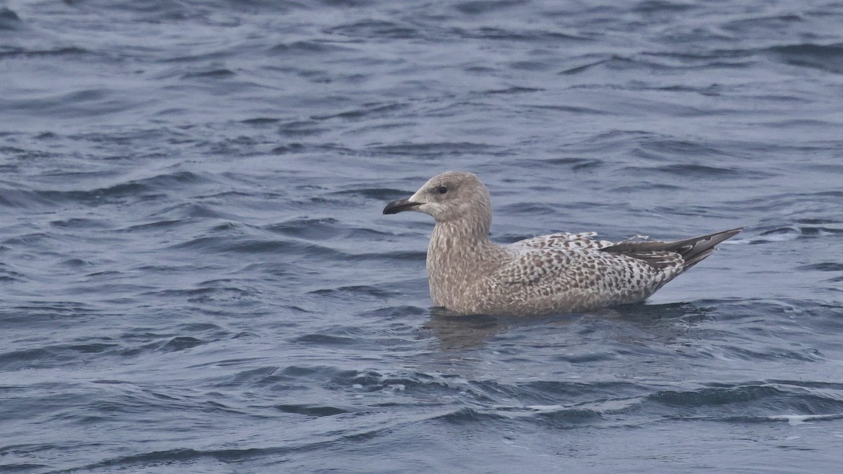 アイスランドカモメ（亜種 カナダカモメ） - ML646678445