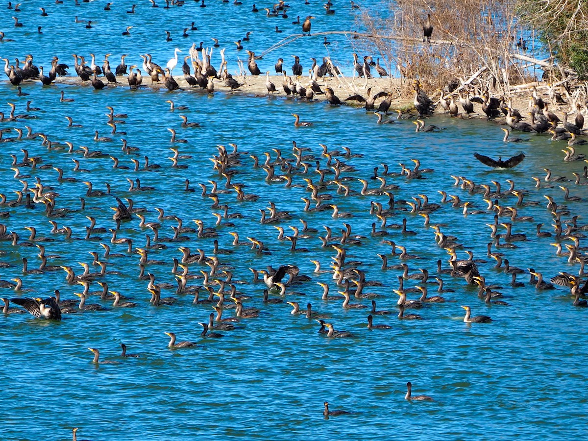 ミミヒメウ - ML646678446