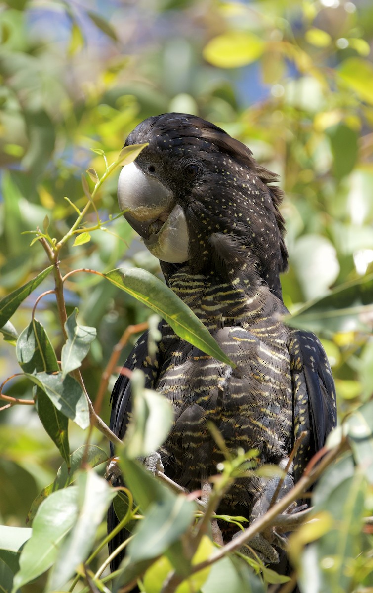 アカオクロオウム - ML646678447