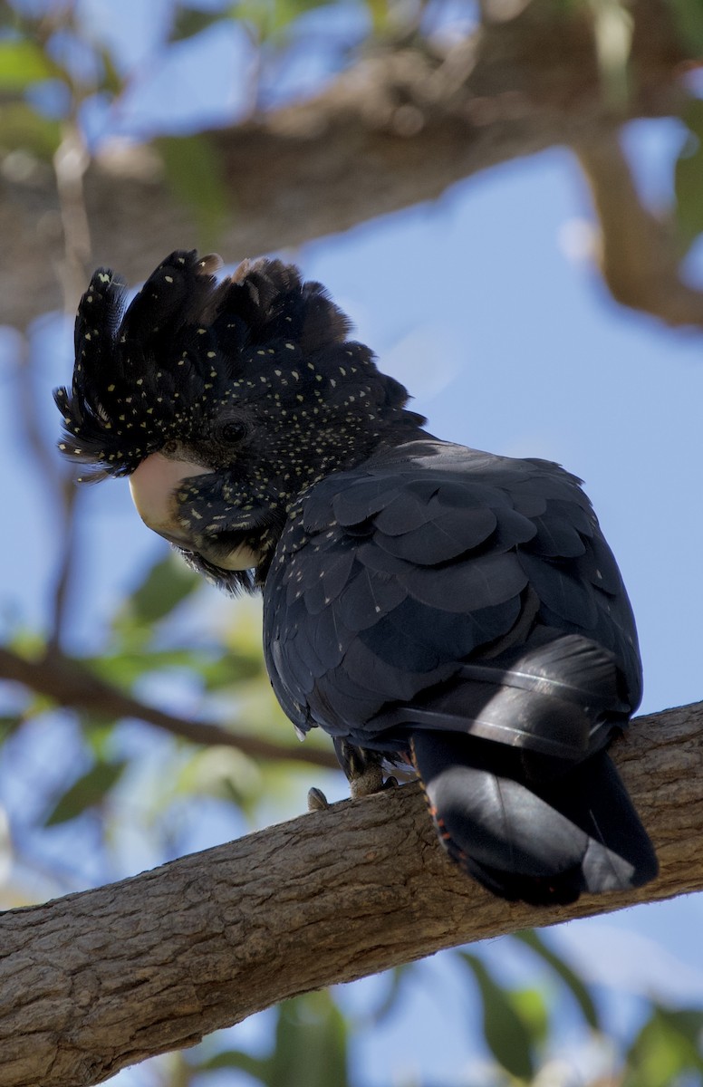 アカオクロオウム - ML646678448