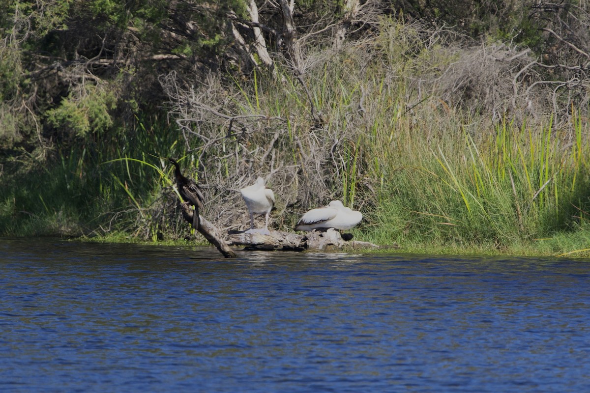 コシグロペリカン - ML646678451