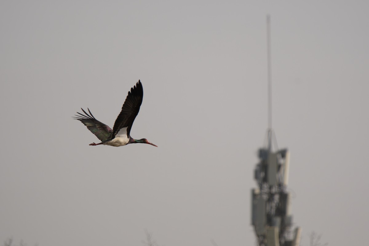 ナベコウ - ML646678452