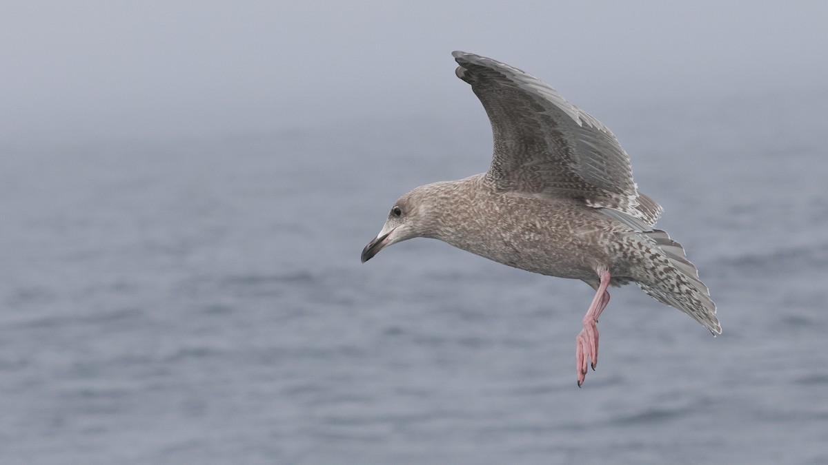 アイスランドカモメ（亜種 カナダカモメ） - ML646678453