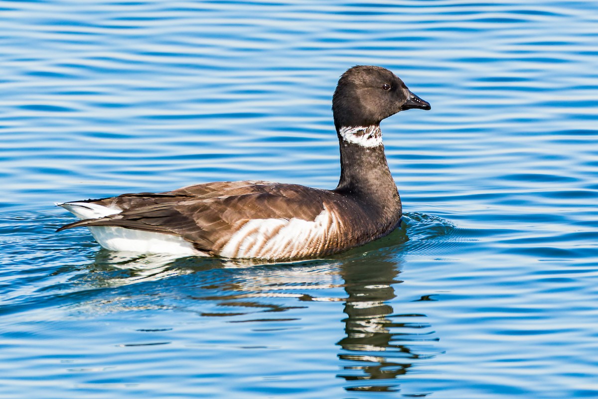 Brant - ML646678462