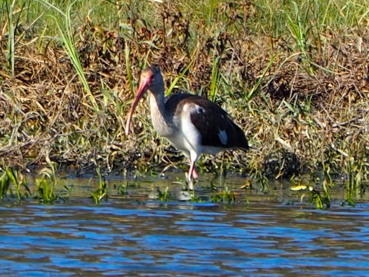White Ibis - ML646678464
