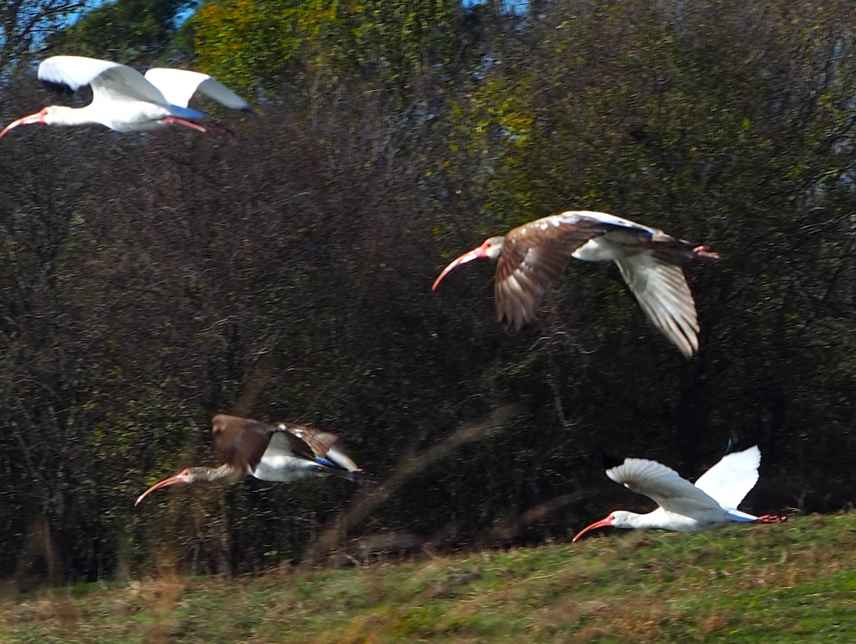 White Ibis - ML646678465