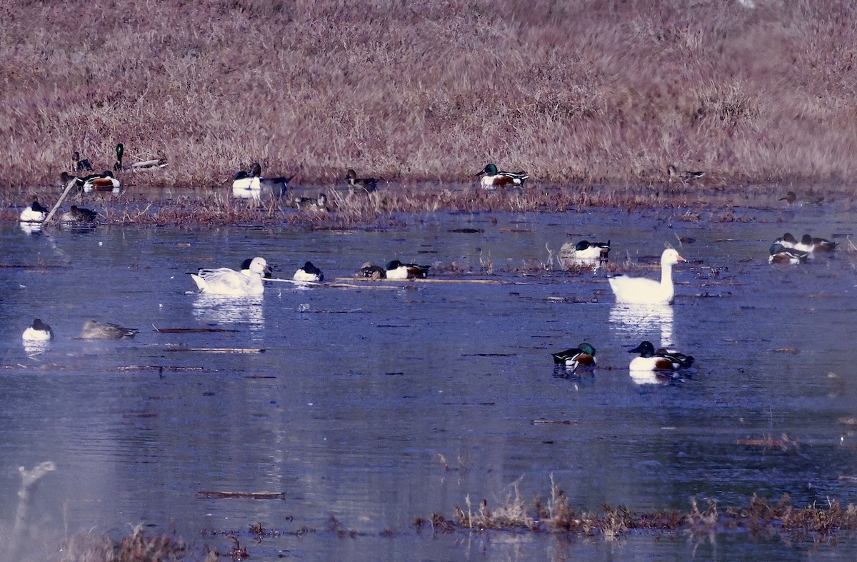 Schneegans - ML646678466