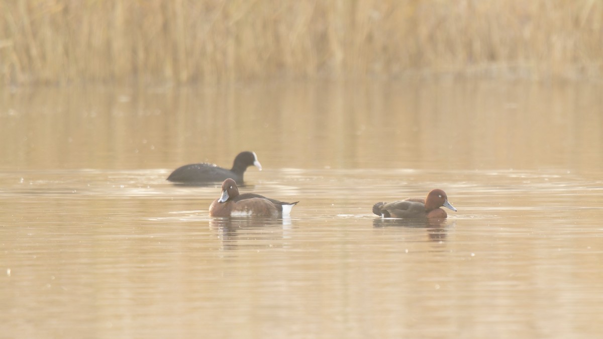 Ferruginous Duck - ML646678467