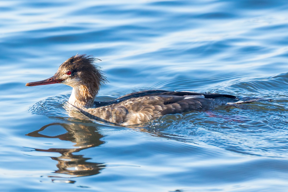 Zerra ertaina - ML646678468