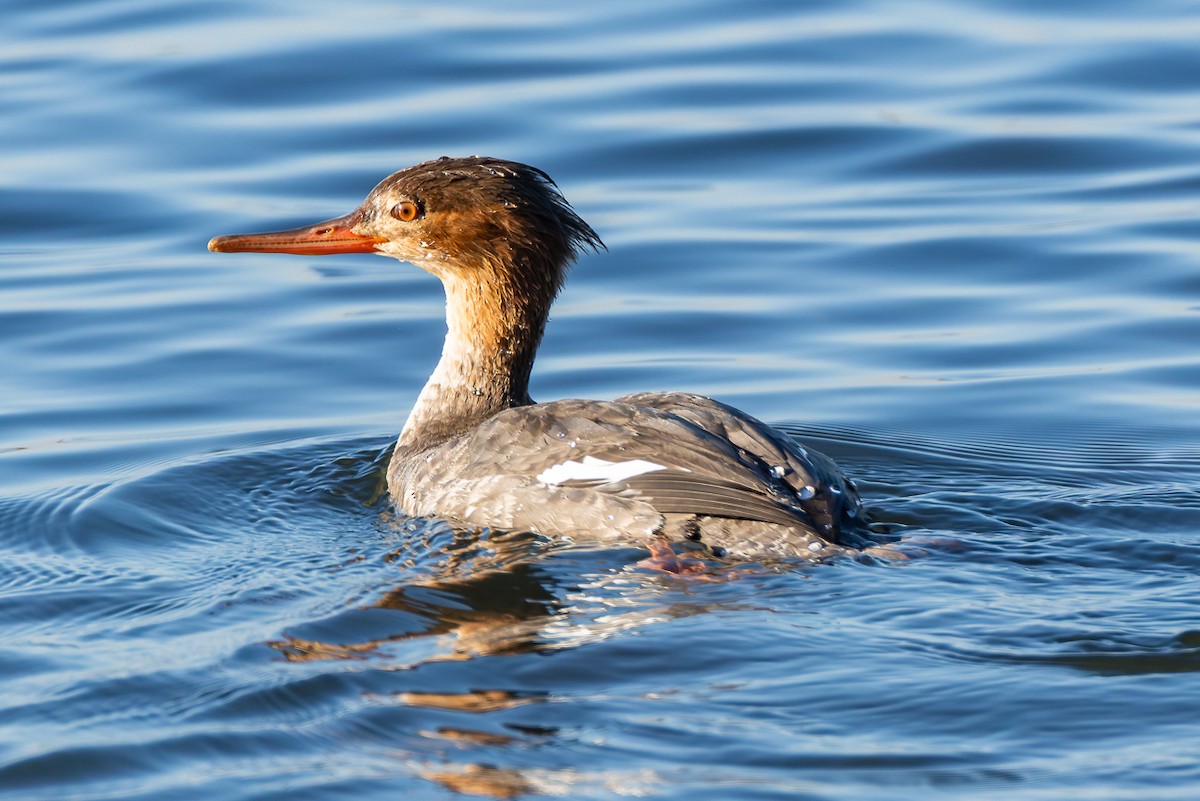 Zerra ertaina - ML646678470