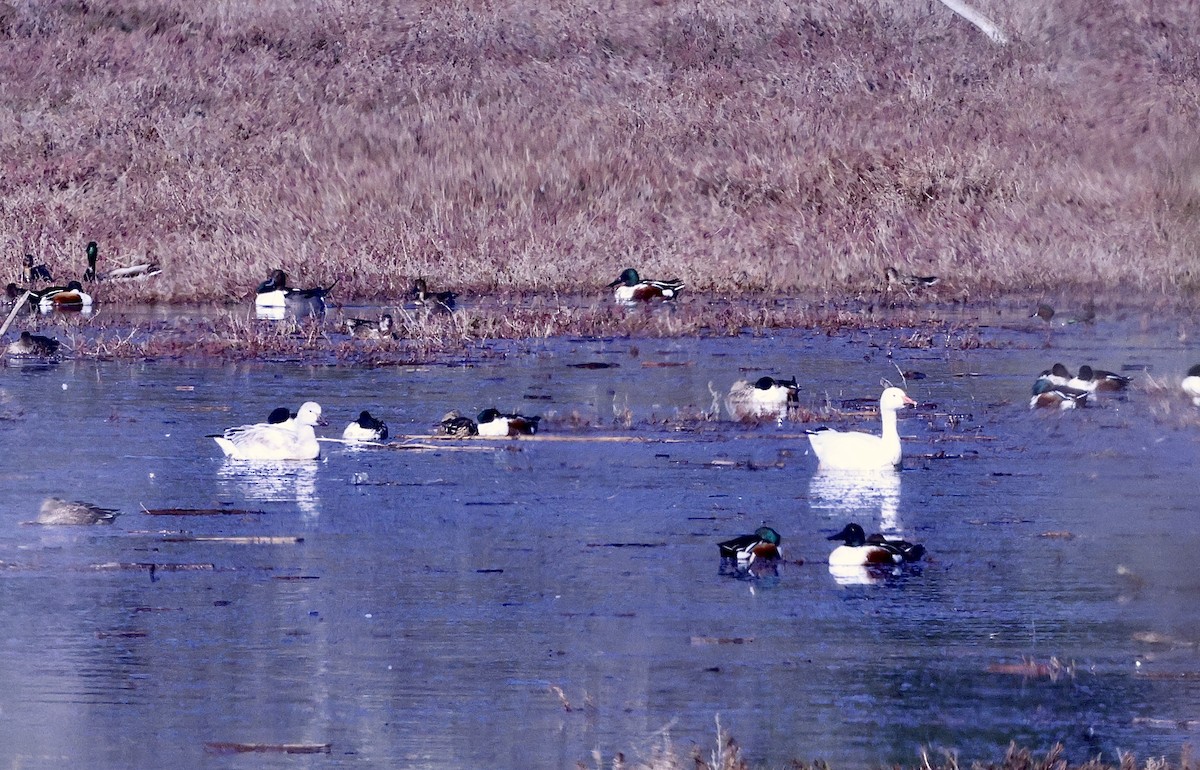 Schneegans - ML646678481