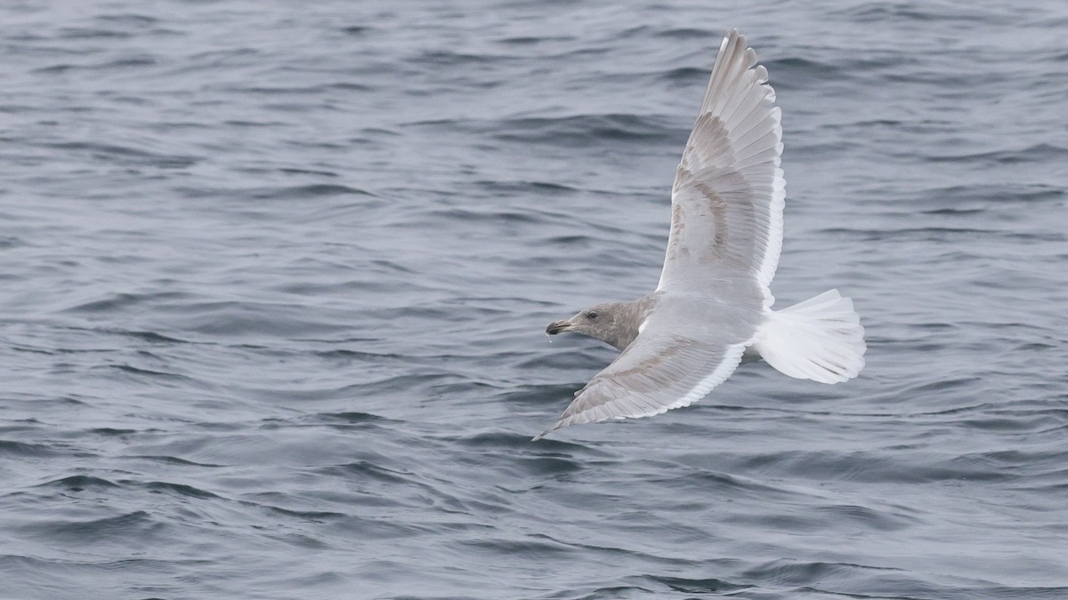 Goéland à ailes grises - ML646678482