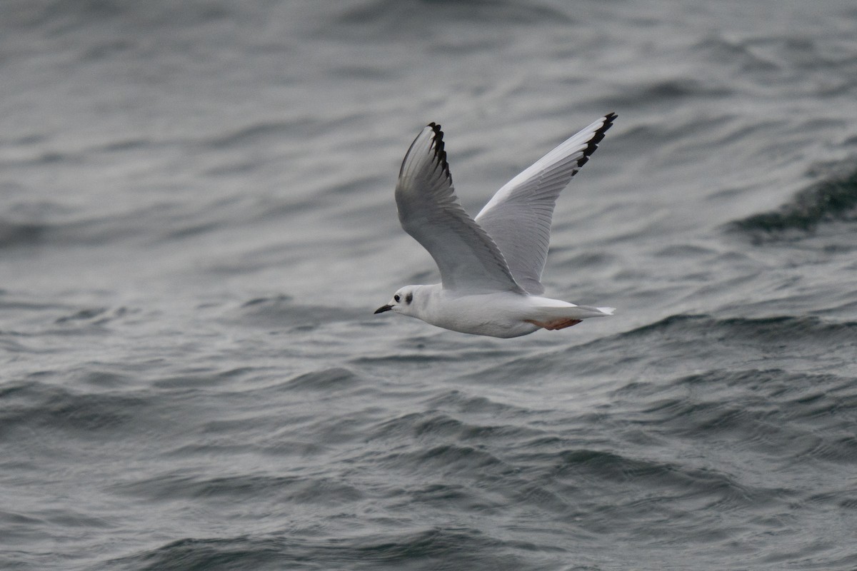 Bonaparte's Gull - ML646678483