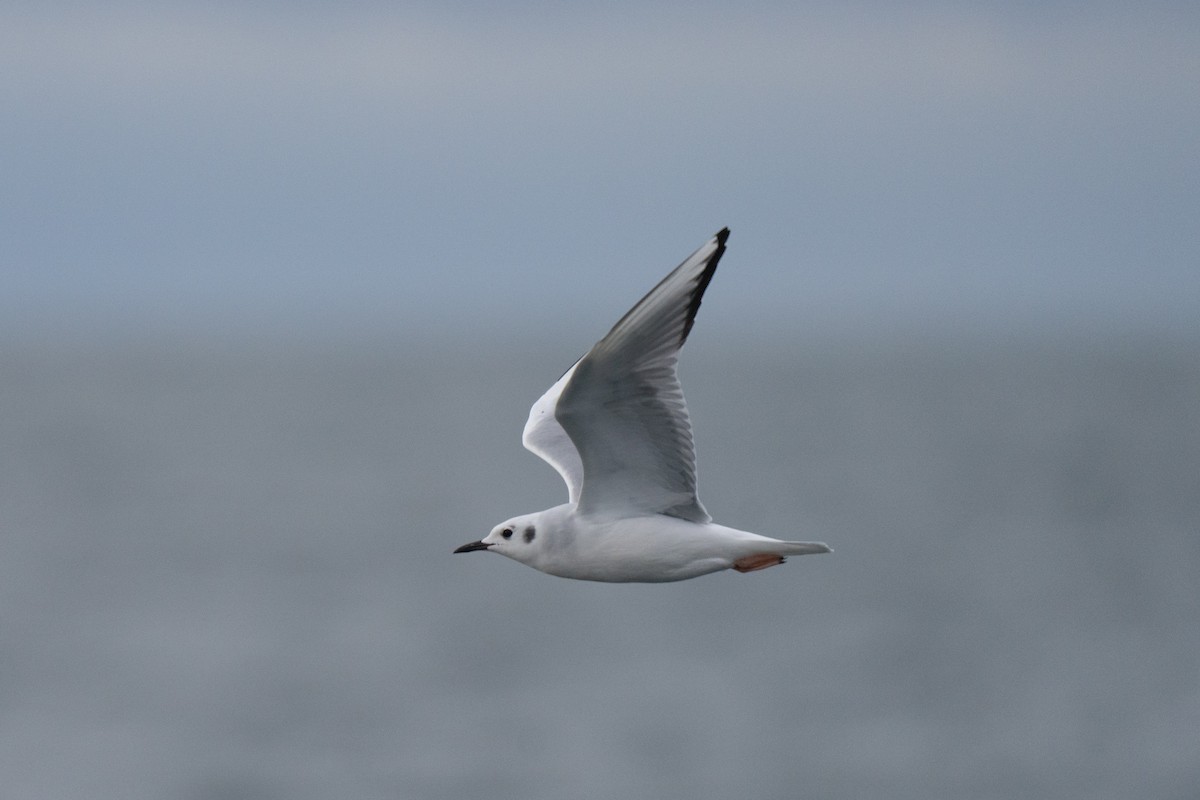 Bonaparte's Gull - ML646678484
