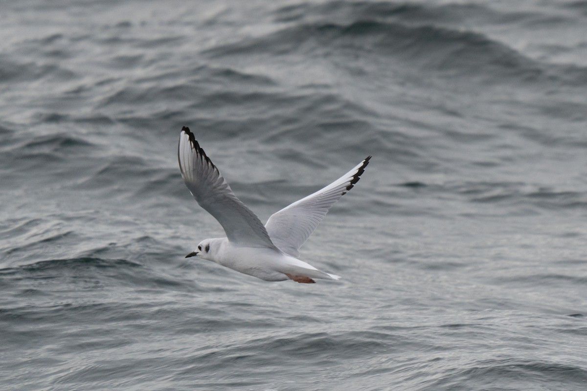 Bonaparte's Gull - ML646678485