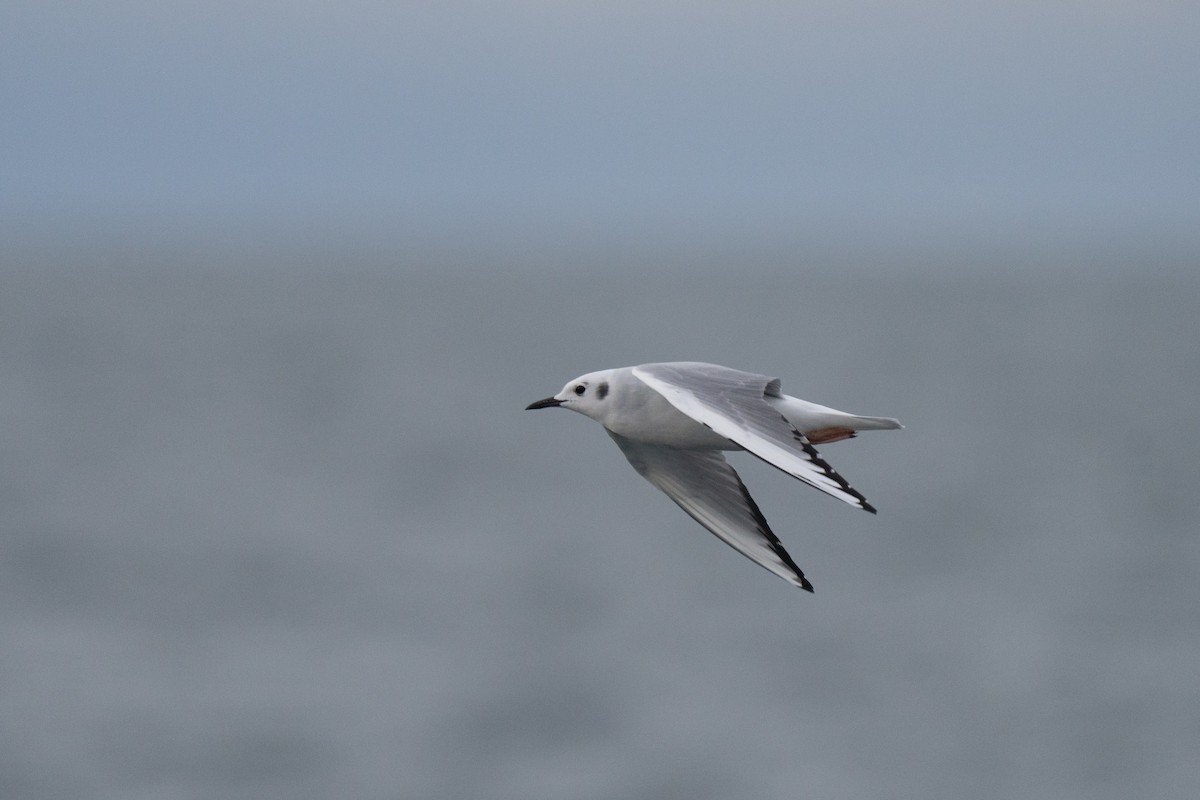 Bonaparte's Gull - ML646678486