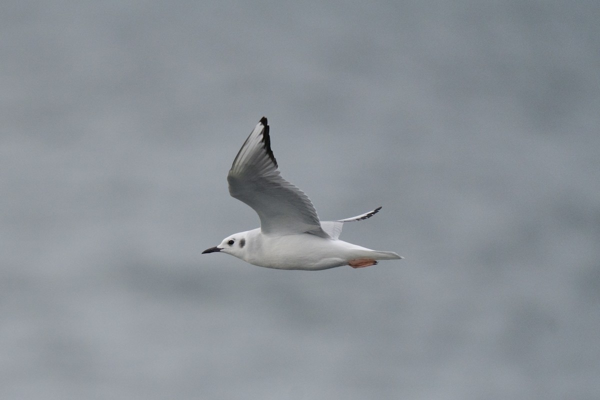 Bonaparte's Gull - ML646678488