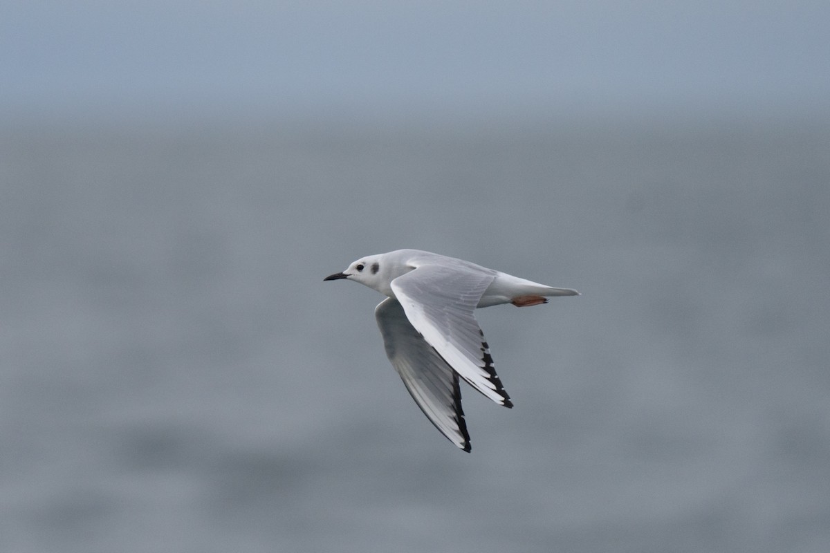 Bonaparte's Gull - ML646678489