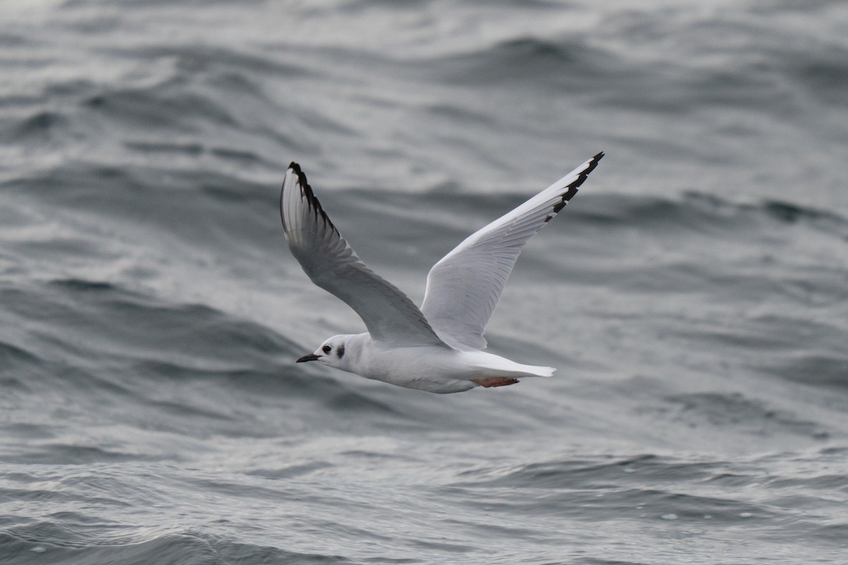 Bonaparte's Gull - ML646678490