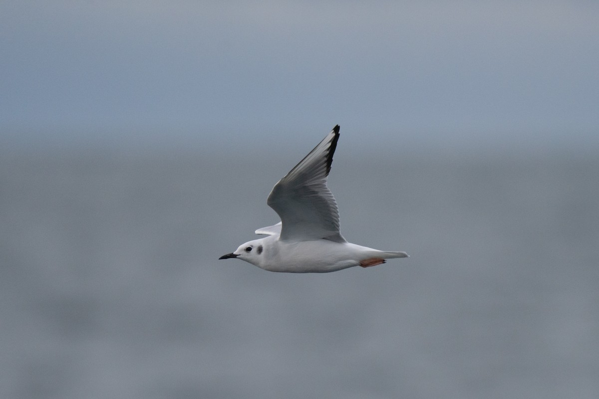 Bonaparte's Gull - ML646678491