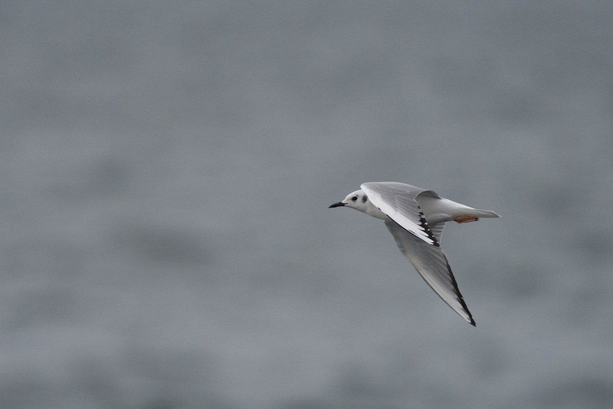 Bonaparte's Gull - ML646678492