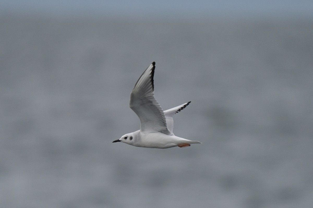 Bonaparte's Gull - ML646678493