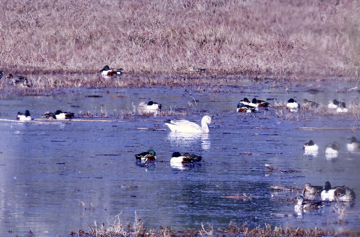 Schneegans - ML646678495