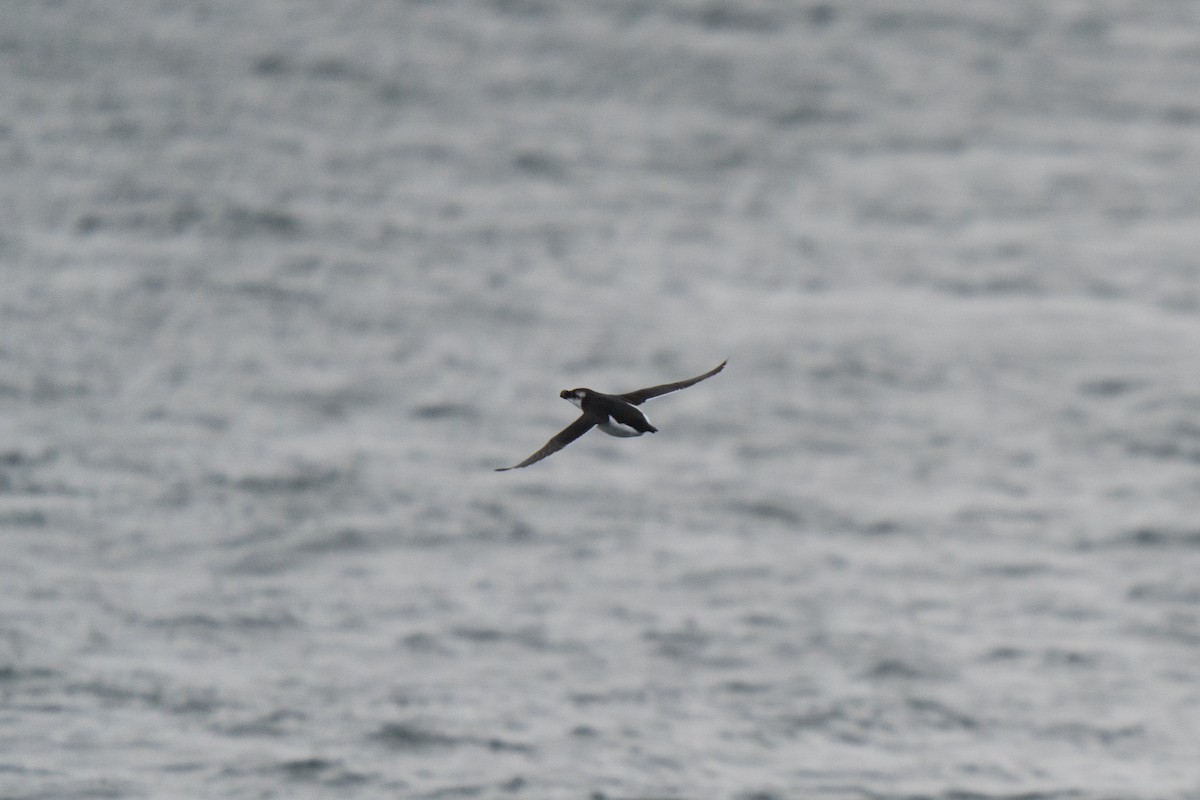 Razorbill - ML646678498