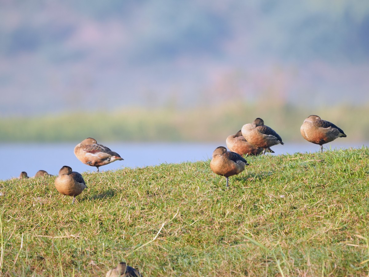 Малая древесная утка - ML646678499