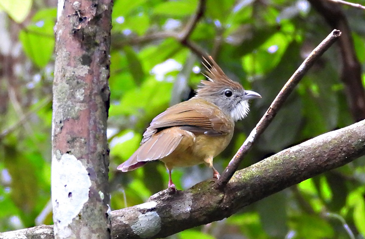Puff-throated Bulbul - ML646678500