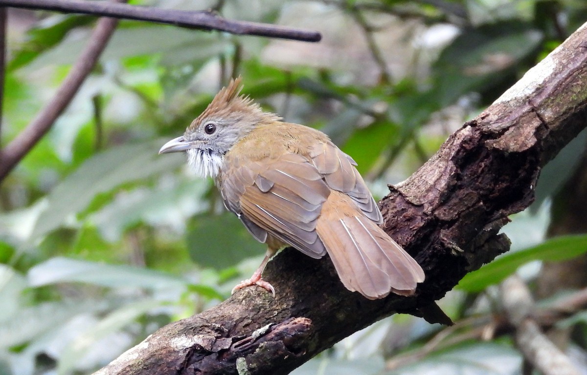 Puff-throated Bulbul - ML646678501