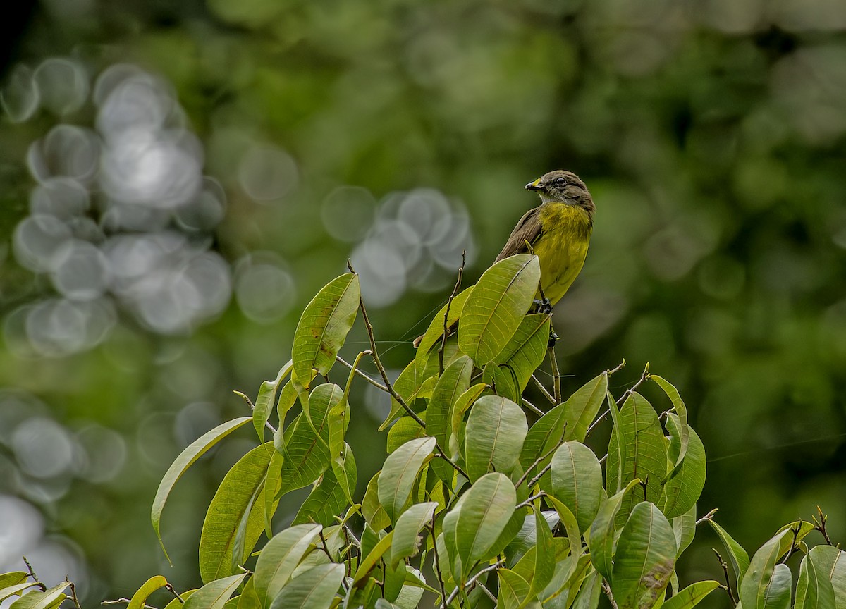 Dusky-chested Flycatcher - ML646678504