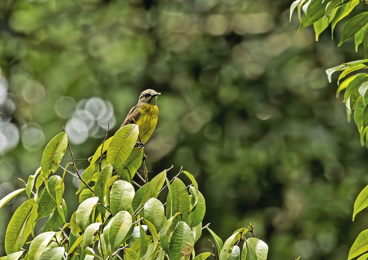 Dusky-chested Flycatcher - ML646678505