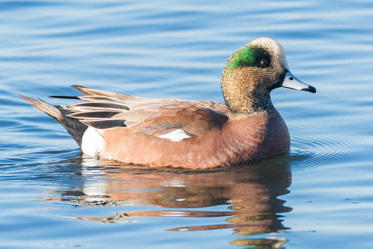 hvízdák americký - ML646678506