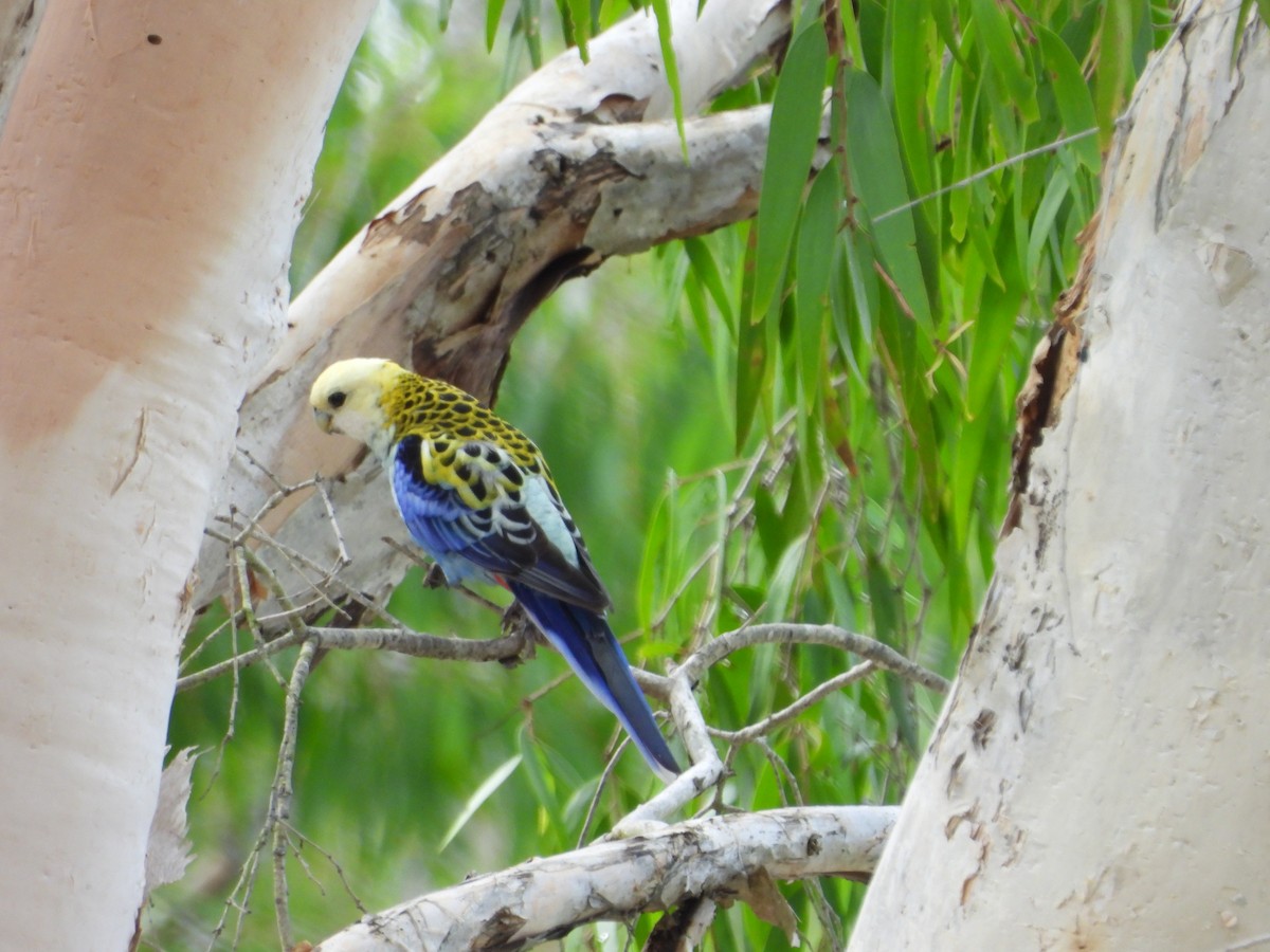 Solgun Rozella - ML646678507